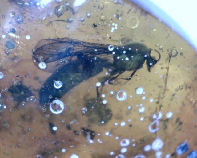 Dominican Amber Specimen with Wasp & Spider (032023d)