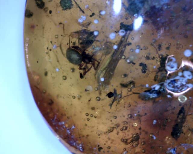 Dominican Amber Specimen with Wasp & Spider (032023d) - Image 2