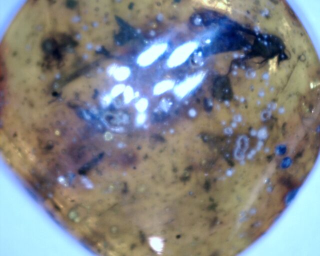 Dominican Amber Specimen with Wasp & Spider (032023d) - Image 3