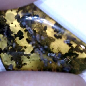 Dominican Amber Specimen with Insect Poop (032023e)
