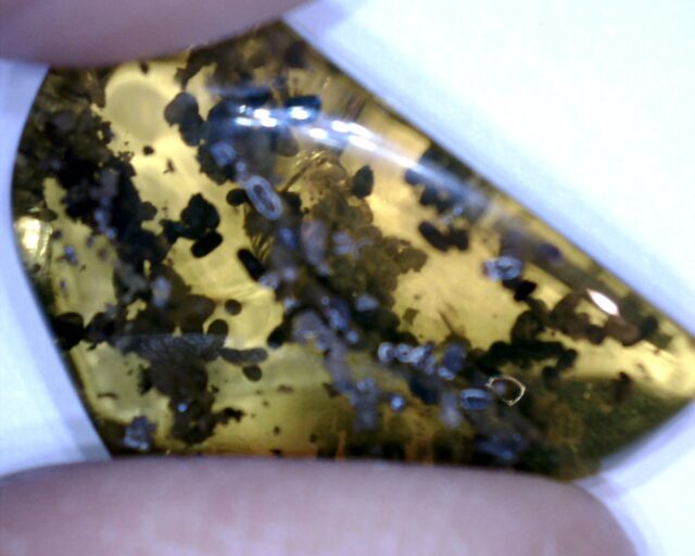 Dominican Amber Specimen with Insect Poop (032023e)