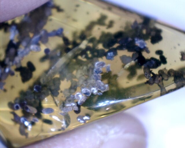 Dominican Amber Specimen with Insect Poop (032023e) - Image 2