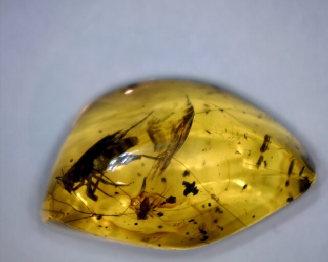 Dominican Amber Specimen with Grasshopper (032023f)