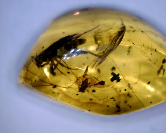 Dominican Amber Specimen with Grasshopper (032023f) - Image 2