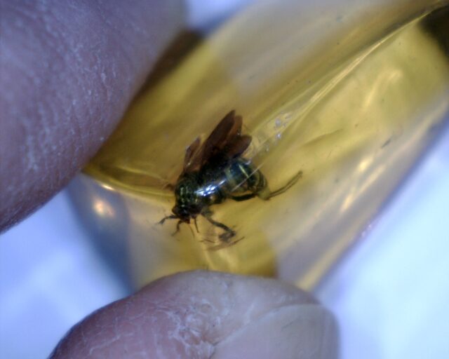 Dominican Amber Specimen with Hornet (032023g)