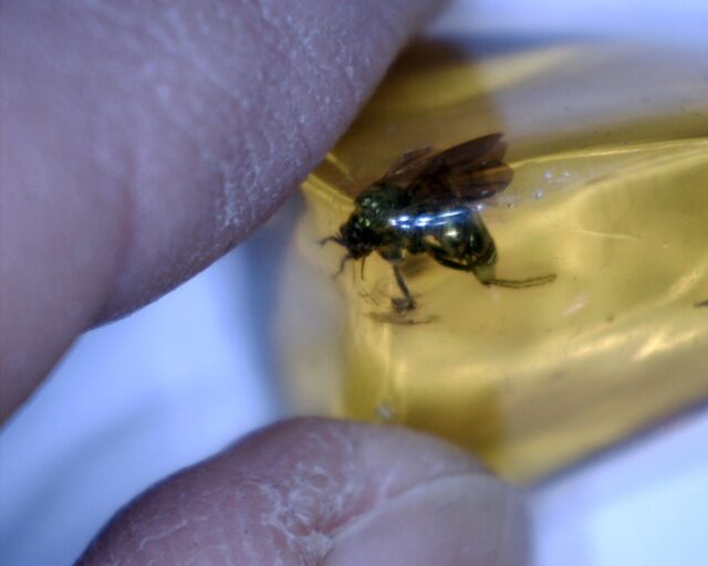 Dominican Amber Specimen with Hornet (032023g) - Image 2