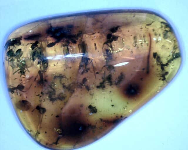Dominican Amber Specimen with 30 Ants  (032023h)