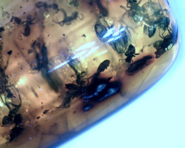 Dominican Amber Specimen with 30 Ants  (032023h) - Image 2