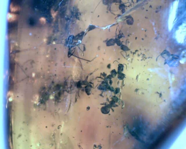 Dominican Amber Specimen with 30 Ants  (032023h) - Image 3