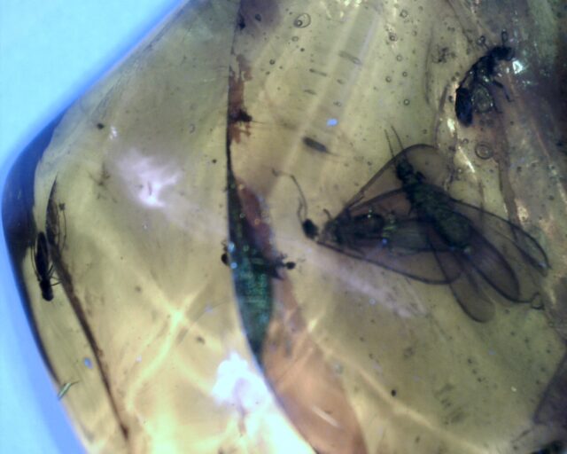Dominican Amber Specimen with Flying Termites (032023p) - Image 2