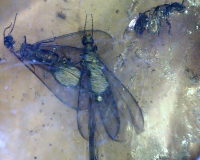 Dominican Amber Specimen with Flying Termites (032023p)