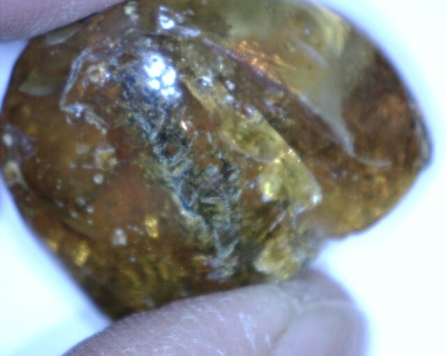 Dominican Amber Specimen with Plant Stem(032023m) - Image 2