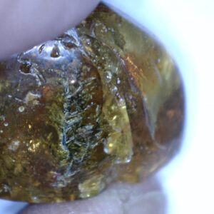 Dominican Amber Specimen with Plant Stem(032023m)