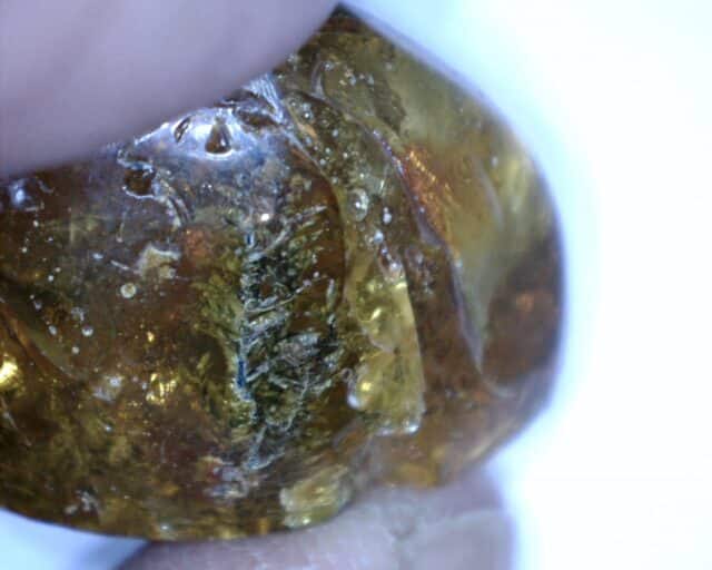 Dominican Amber Specimen with Plant Stem(032023m)