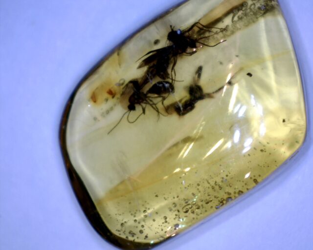 Dominican Amber Specimen with Wasps (032023n) - Image 2
