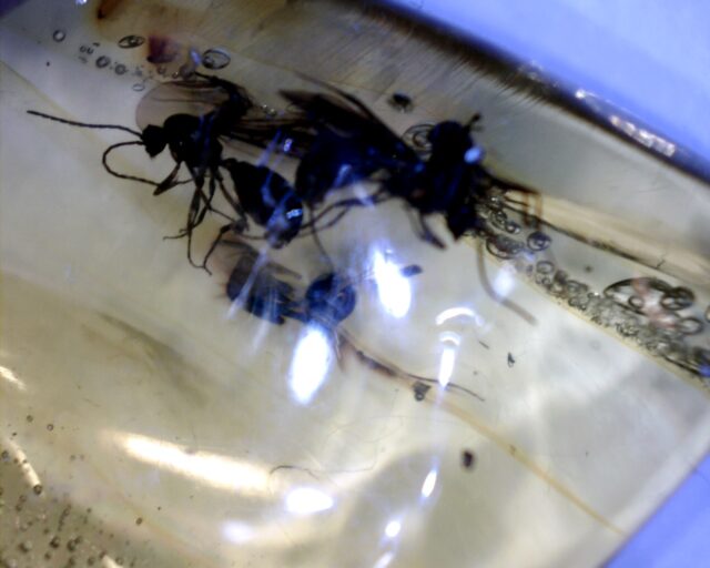 Dominican Amber Specimen with Wasps (032023n)