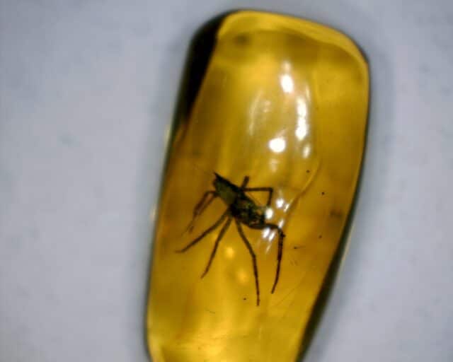 Dominican Amber Specimen with Spider (032023c) - Image 3