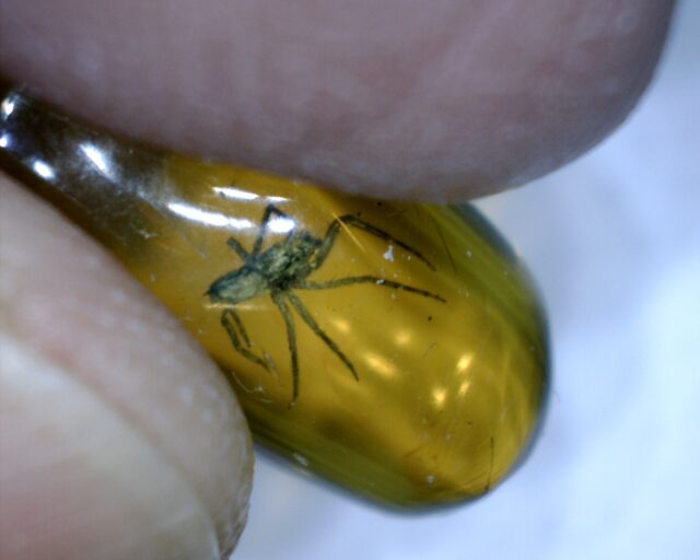 Dominican Amber Specimen with Spider (032023c)