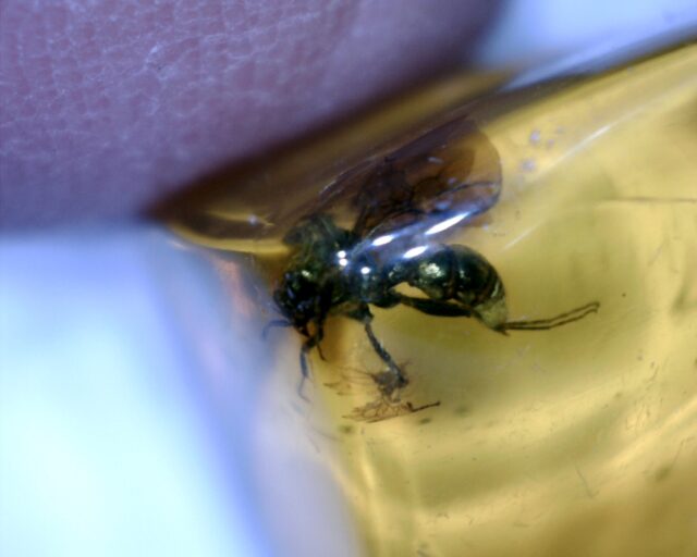 Dominican Amber Specimen with Hornet (032023g) - Image 3