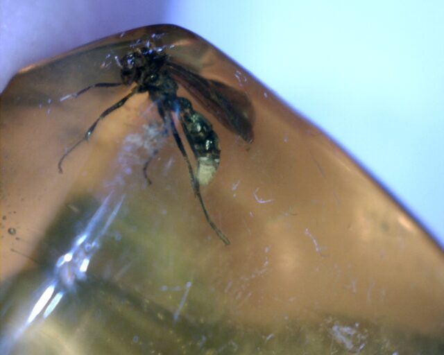 Dominican Amber Specimen with Hornet (032023g) - Image 4