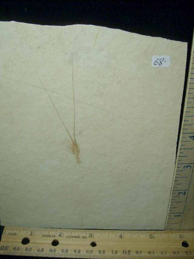 Fossil Shrimp Specimen (030223b)