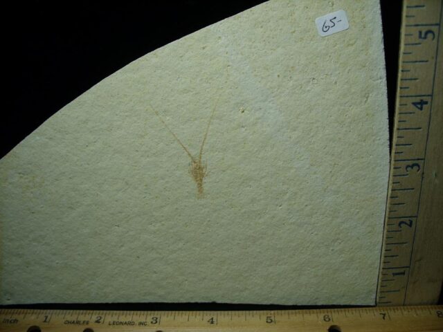 Fossil Shrimp Specimen (030223c)