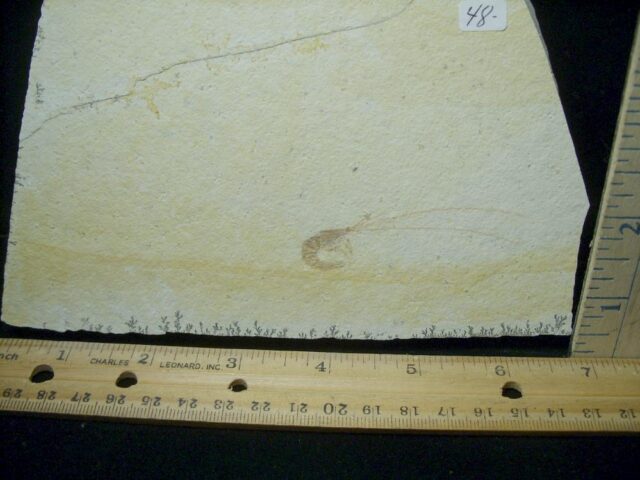 Fossil Shrimp Specimen (030223d)
