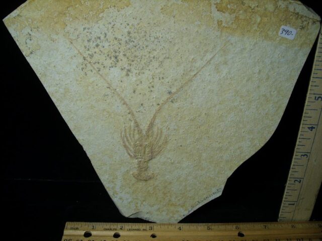 Fossil Lobster Specimen (030223h)
