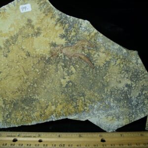 Fossil Lobster Specimen (030223j)