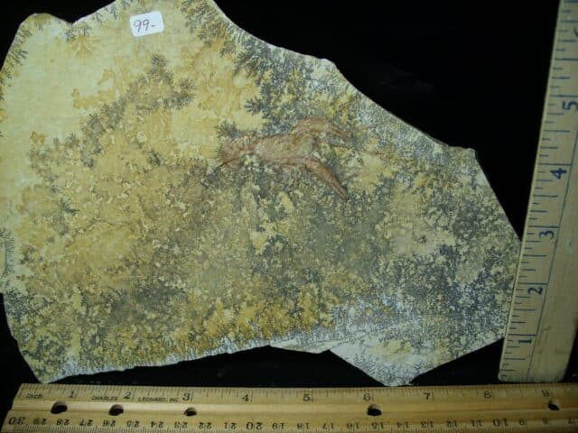 Fossil Lobster Specimen (030223j)