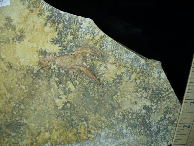 Fossil Lobster Specimen (030223j) - Image 2