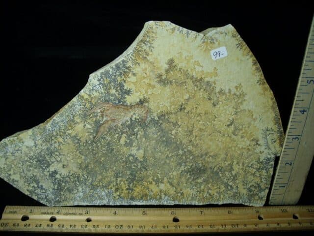 Fossil Lobster Specimen (030223k)