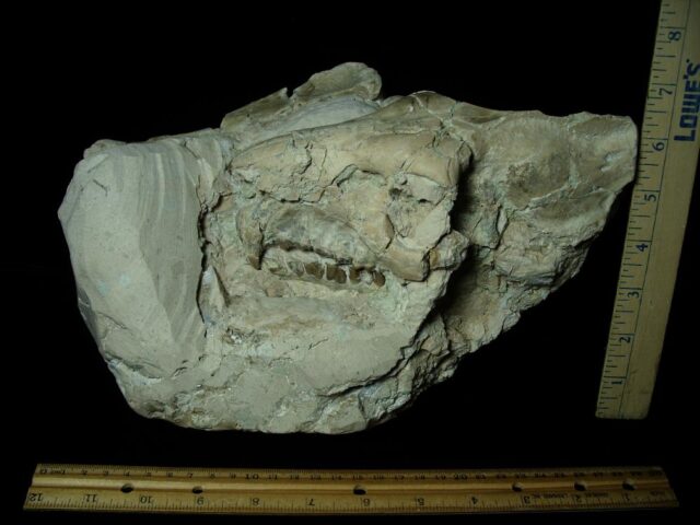 Fossil Oreodont Skull with Bones (034223a)