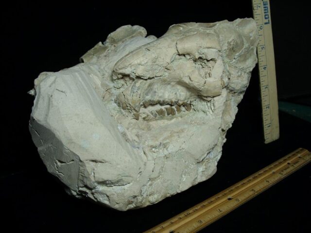Fossil Oreodont Skull with Bones (034223a) - Image 2