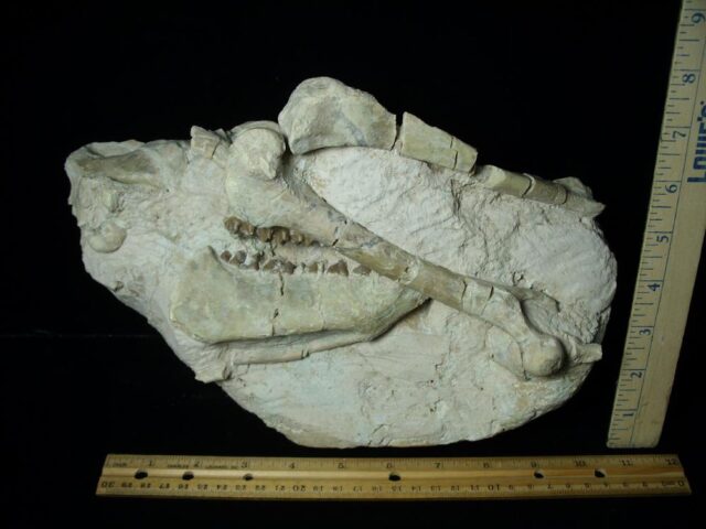 Fossil Oreodont Skull with Bones (034223a) - Image 3