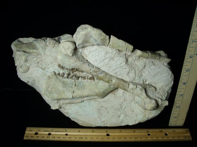 Fossil Oreodont Skull with Bones (034223a) - Image 4