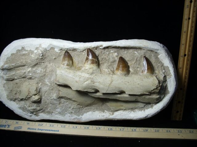 Mosasaur Jaw Section with Teeth (030223n)