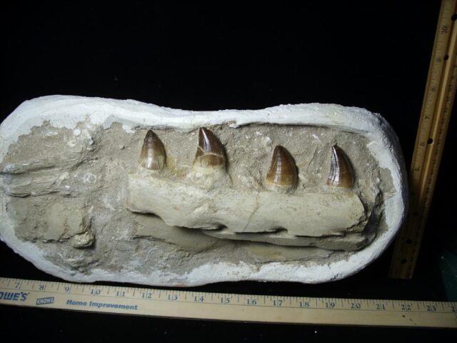 Mosasaur Jaw Section with Teeth (030223n) - Image 3
