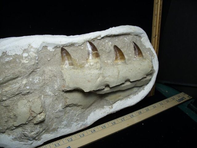 Mosasaur Jaw Section with Teeth (030223n) - Image 4