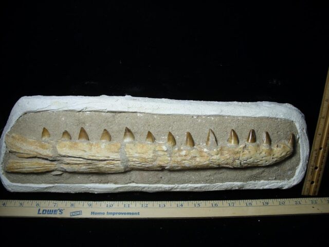 Mosasaur Jaw Section with Teeth (030223p) - Image 3