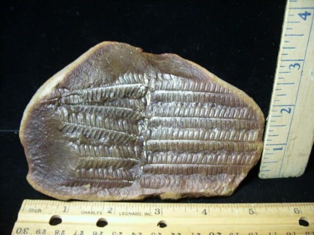Mazon Creek Fern Fossil (030223s)