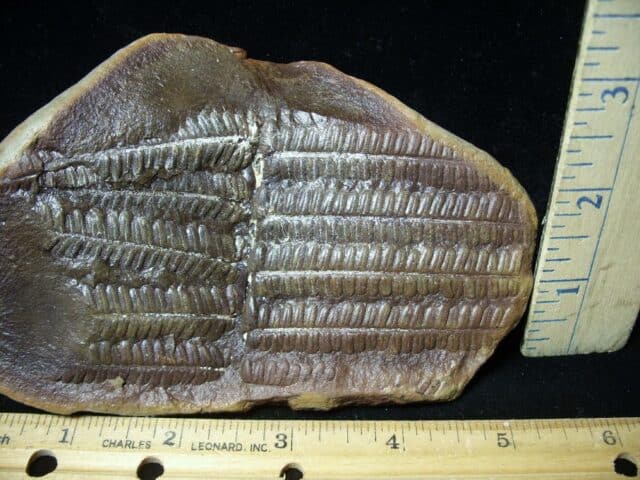 Mazon Creek Fern Fossil (030223s) - Image 2