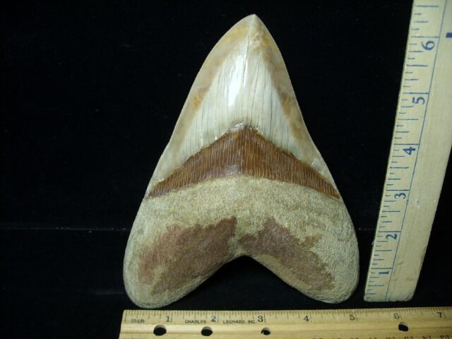 "6&3/4 Inch" Fossil Megalodon Shark Tooth (030223v)