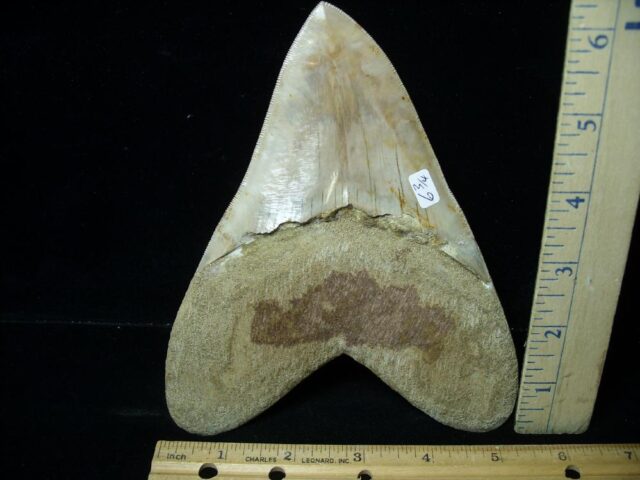 "6&3/4 Inch" Fossil Megalodon Shark Tooth (030223v) - Image 2