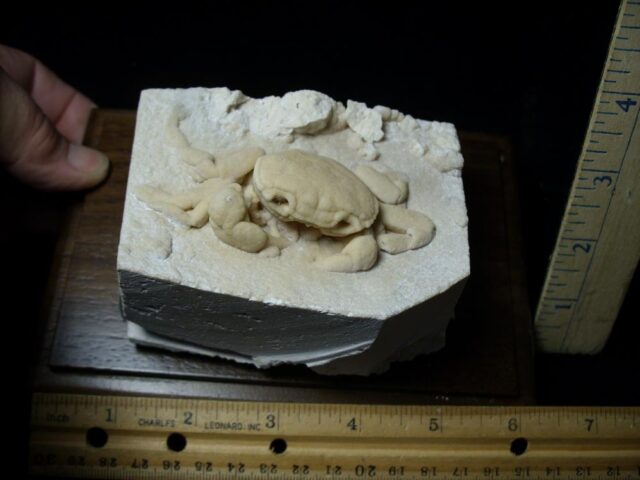 Large Fossilized Crab  – Arthropod (040123c) - Image 2