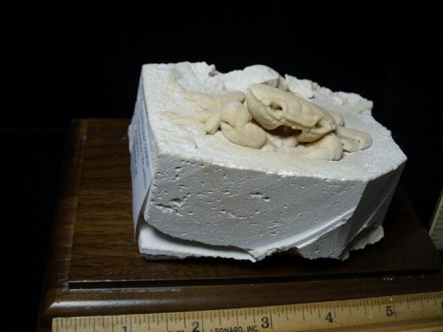 Large Fossilized Crab  – Arthropod (040123c) - Image 4