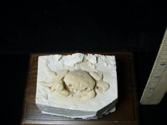 Large Fossilized Crab  – Arthropod (040123c)