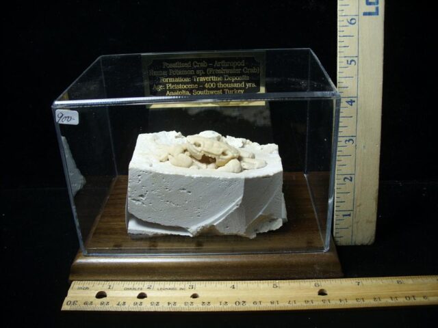 Large Fossilized Crab  – Arthropod (040123c) - Image 5