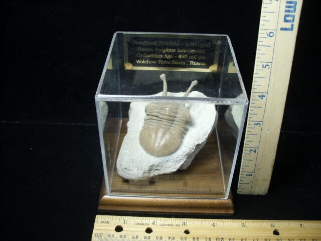 Fossilized Trilobite – Kowalewski (040123d) - Image 4