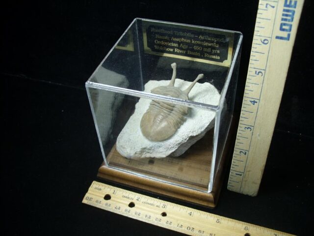 Fossilized Trilobite – Kowalewski (040123d) - Image 3